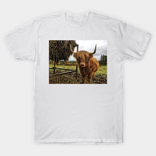 Scottish Highland Cattle Cow 2125 T-Shirt